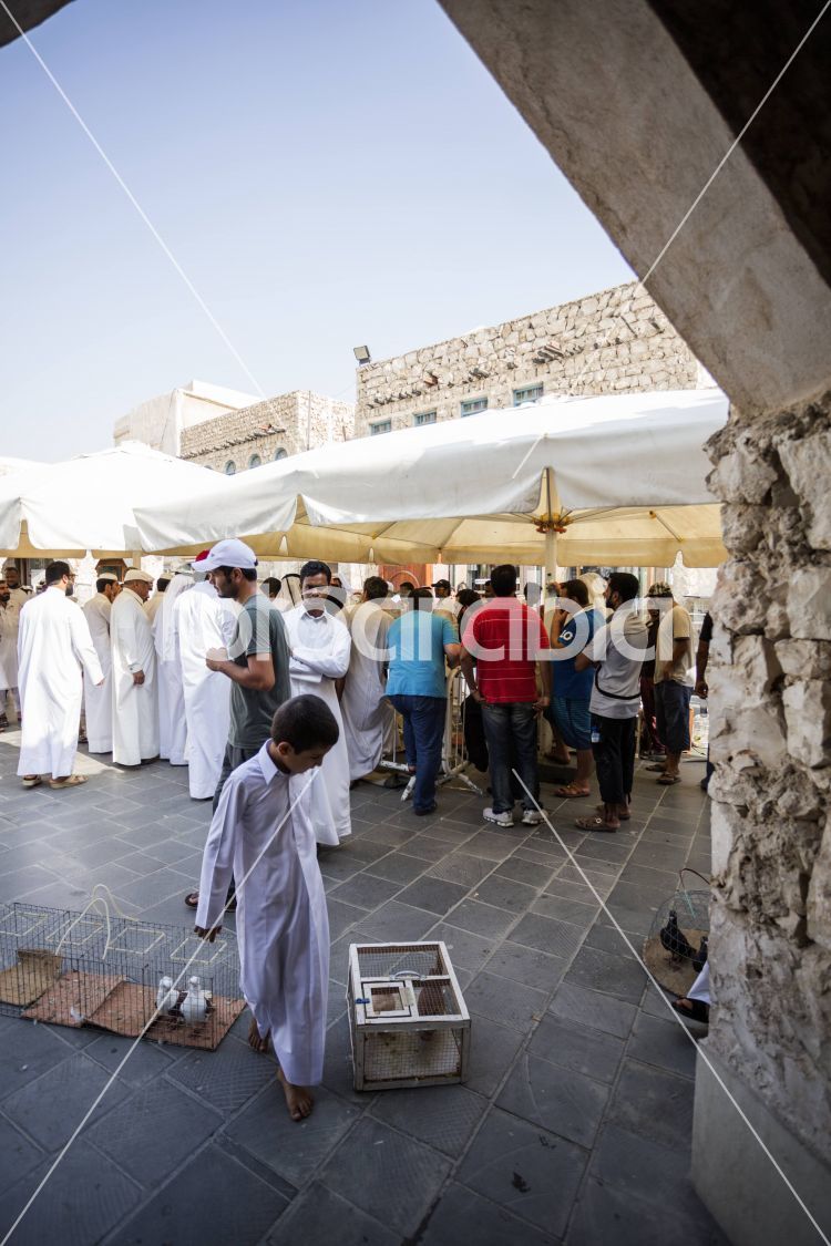 Animal Bidding in Souq Waqif