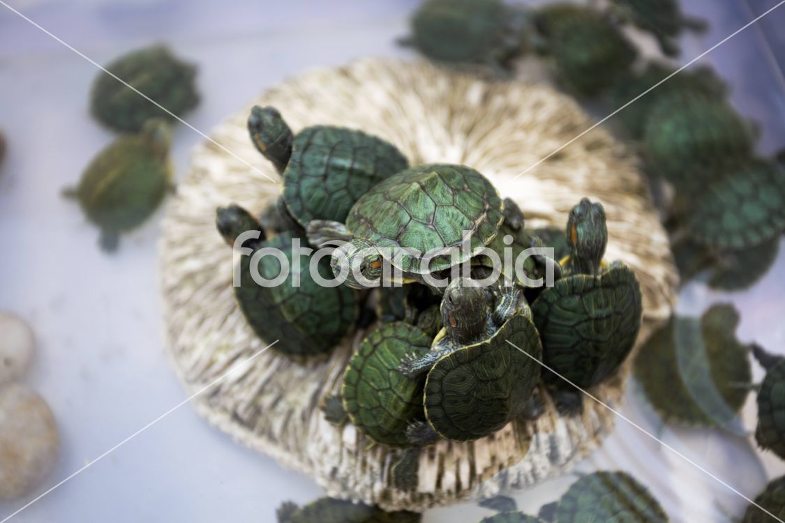 Red Ear Slider: Chrysemys scripta elegan in Souq Waqif