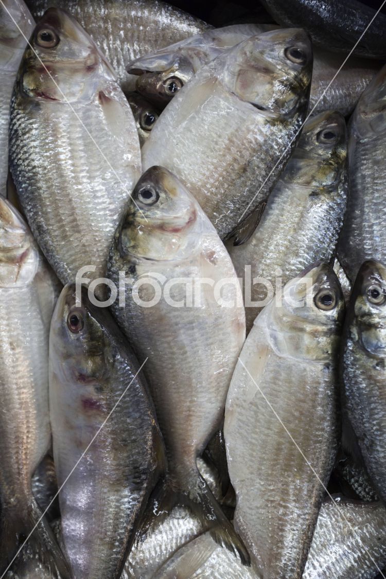 Sardines in Wholesale Market, Fish Market