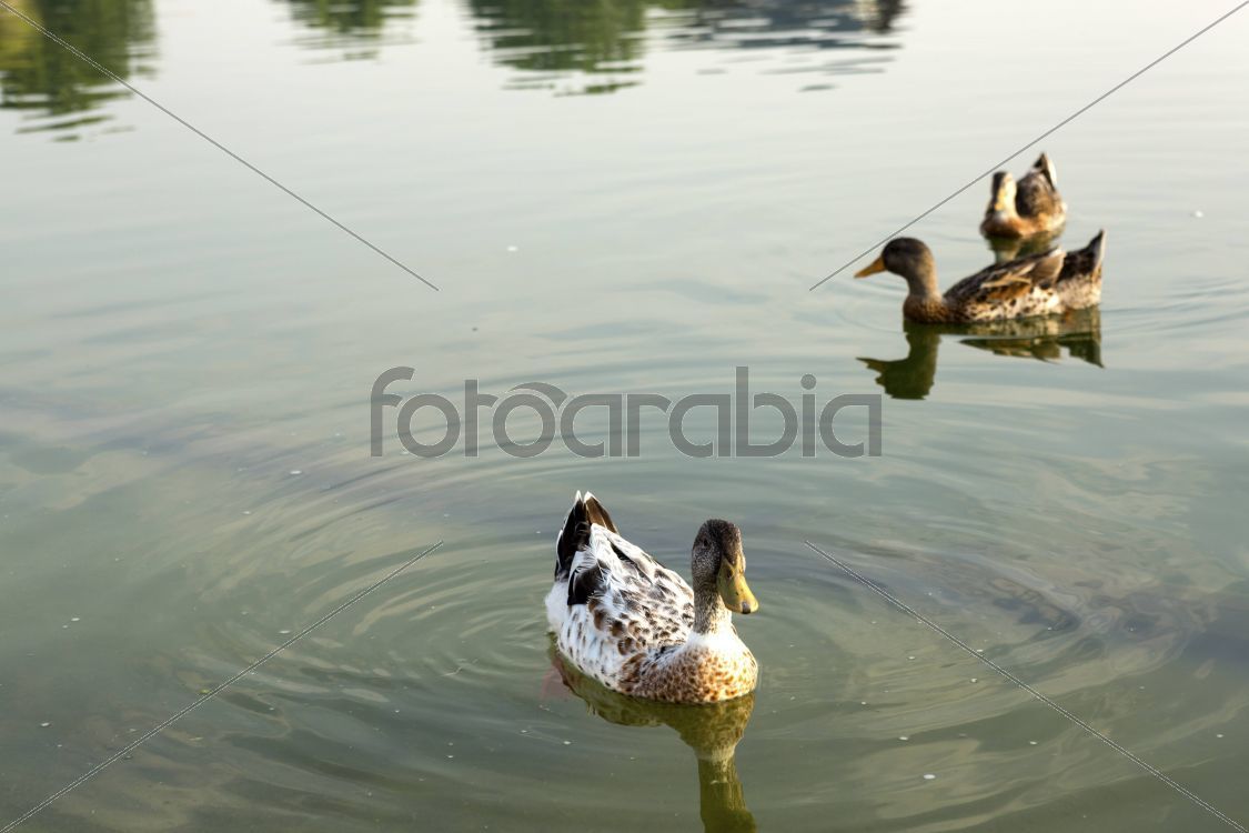 Domestic ducks in aspire lake