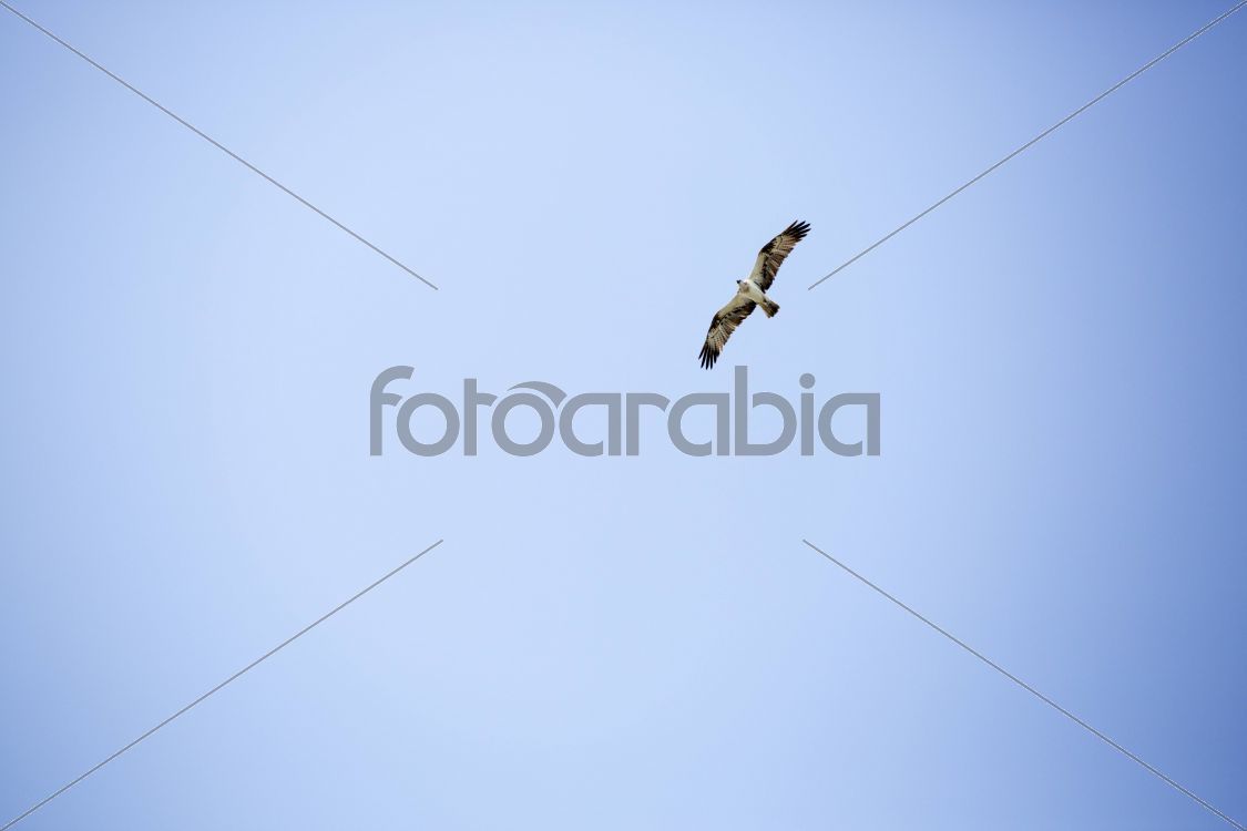 Falconry in Qatar