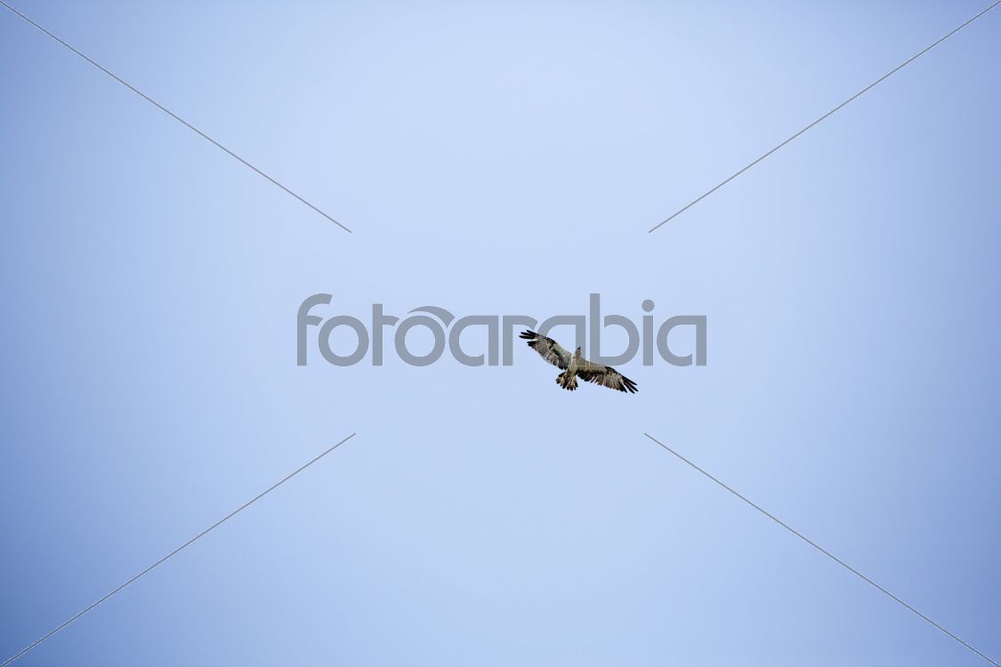 Falconry in Qatar