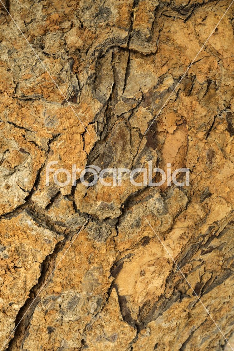 Bark of a tree