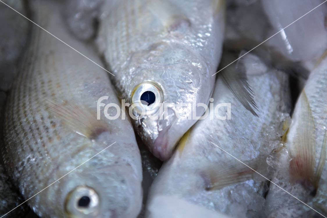 Fresh Seafood