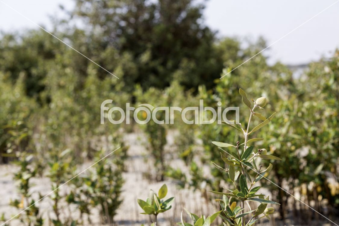 Mangrove in purple island Al Khor