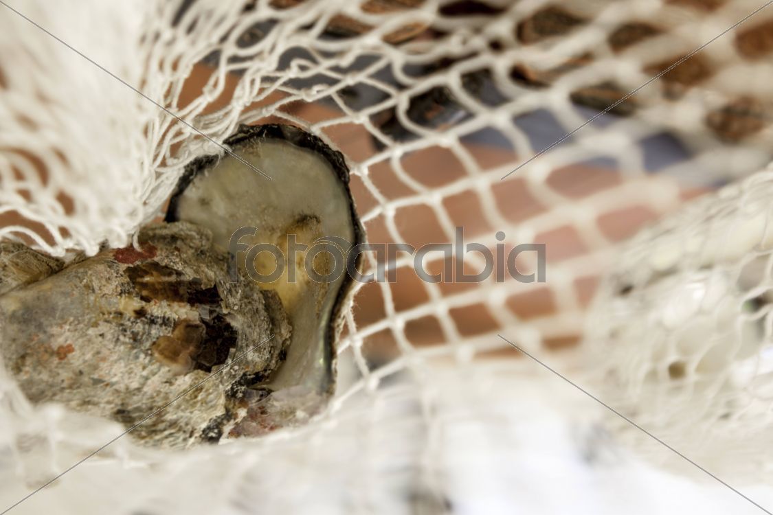 Fishing Nets in  Souq Waqif
