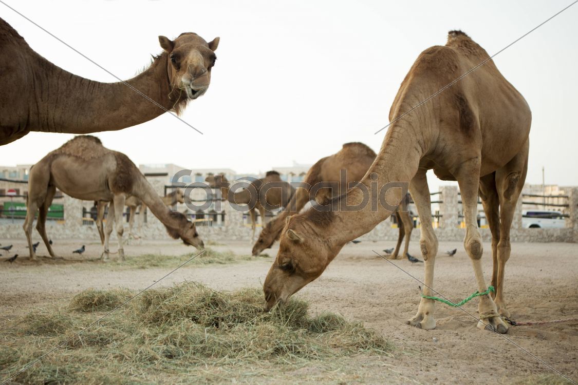 Camels in Souq Waqif