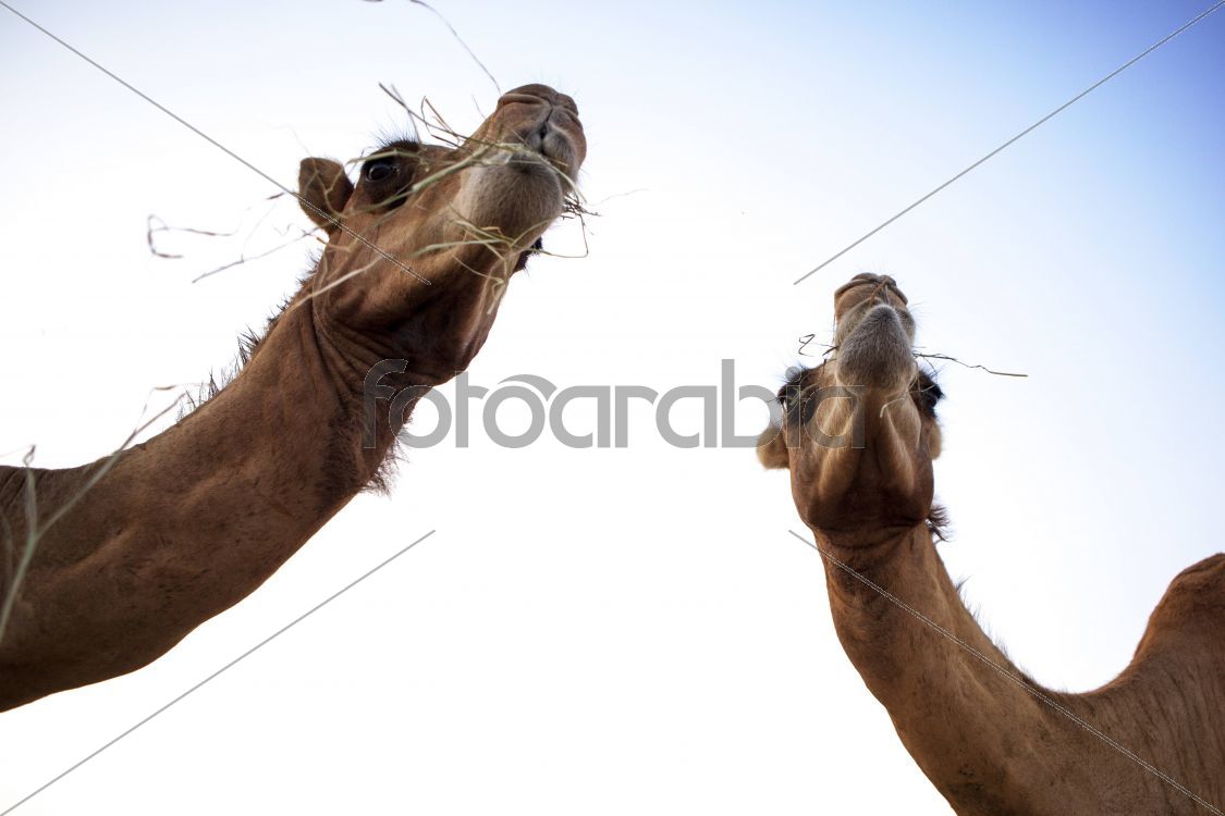 Camels in Souq Waqif