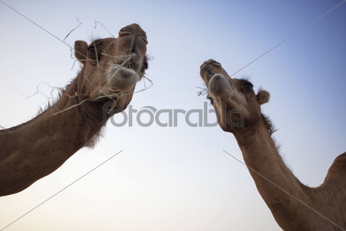Camels in Souq Waqif