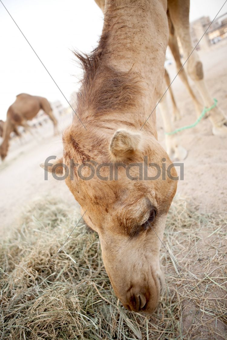 Camels in Souq Waqif