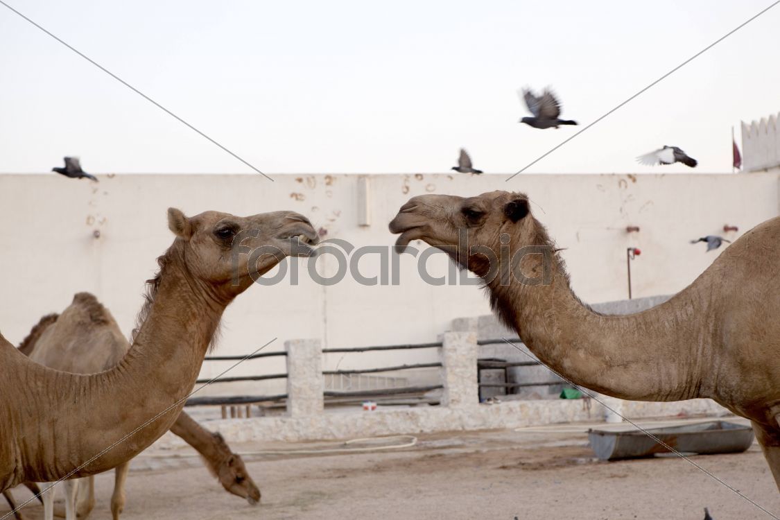 Camels in Souq Waqif