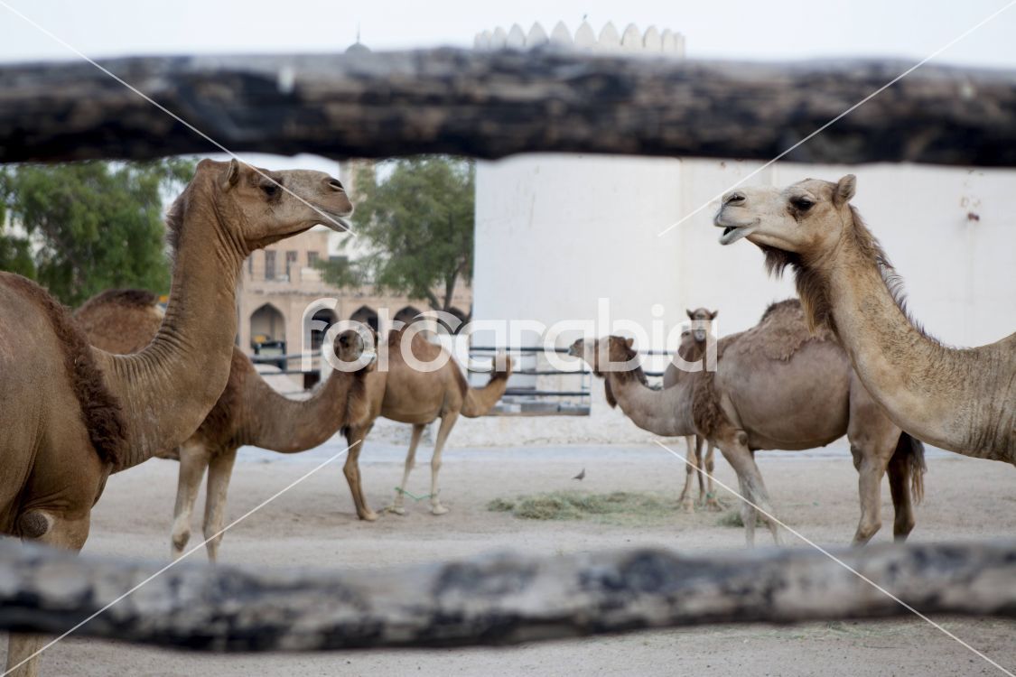 Camels in Souq Waqif