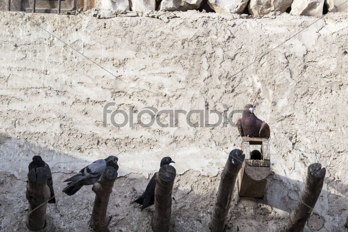 Pigeons in Souq Waqif