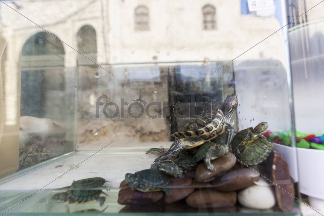 Turtle the Red-Eared Slider in Souq Waqif