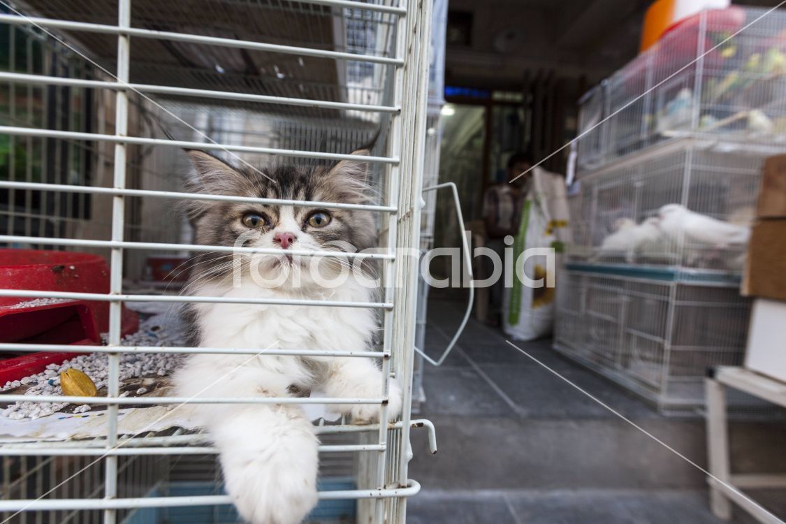 Domestic cat, Maine Coon