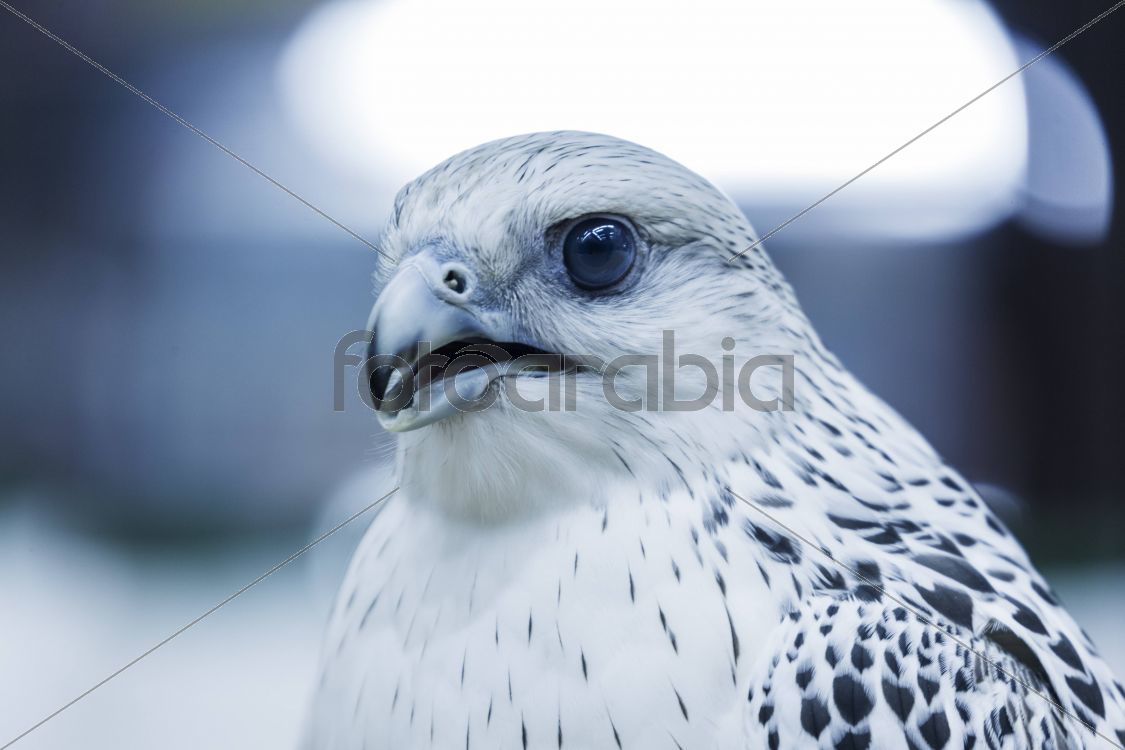 Falconry found in Souq Waqif