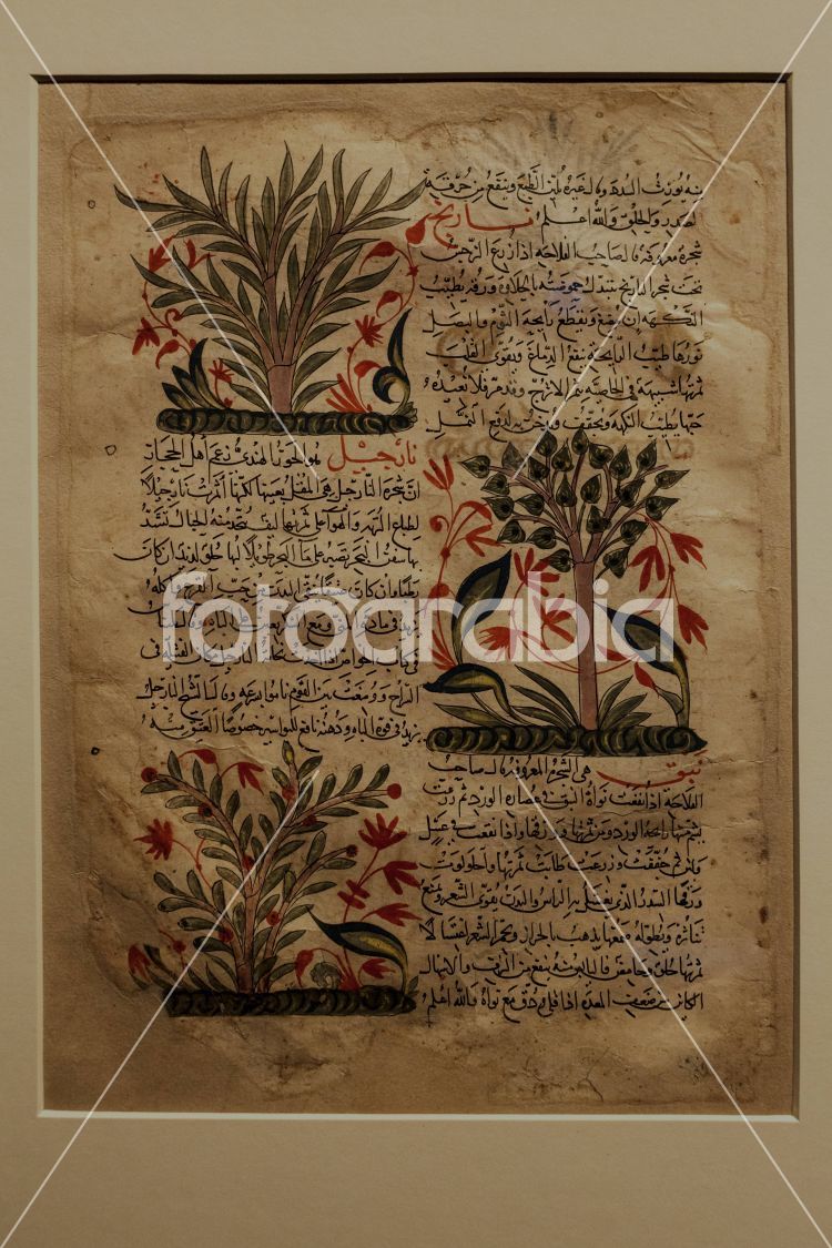 Botanical Illustration