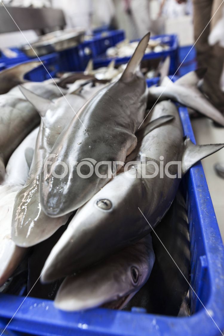 Shark