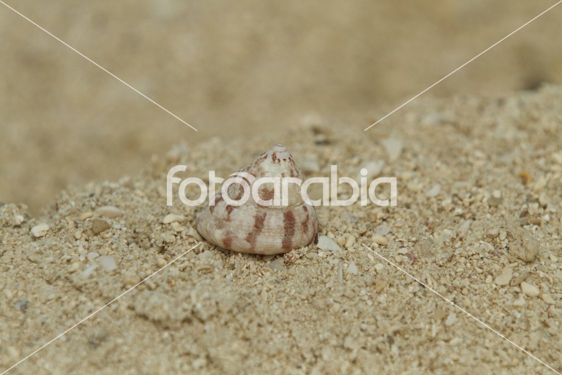 Qatar Fuwairit close up shell on beach