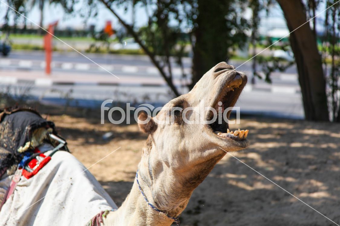 Camel