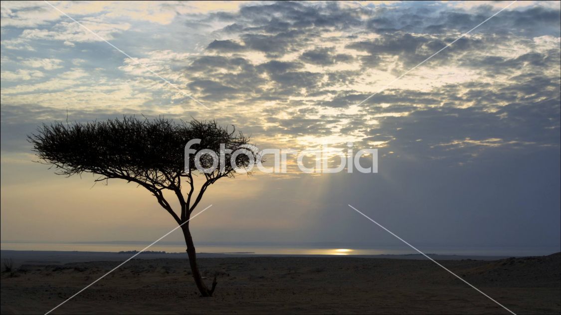Silhouette of a Tree in a Desert
