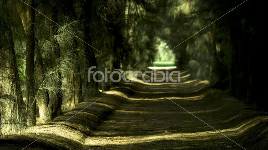 garden pathwalk