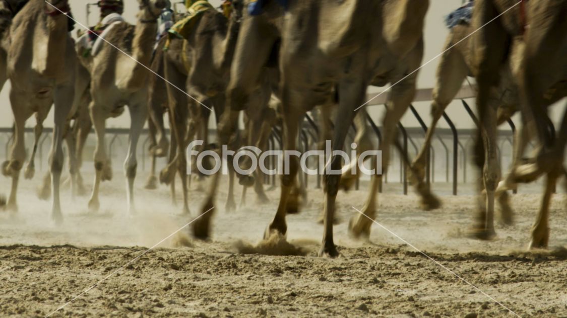 Camel Racing