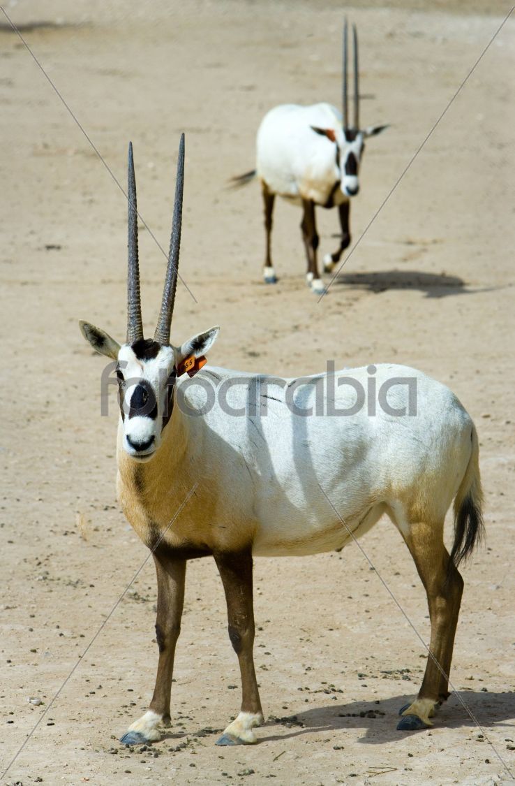 A Family of Oryx in a Park