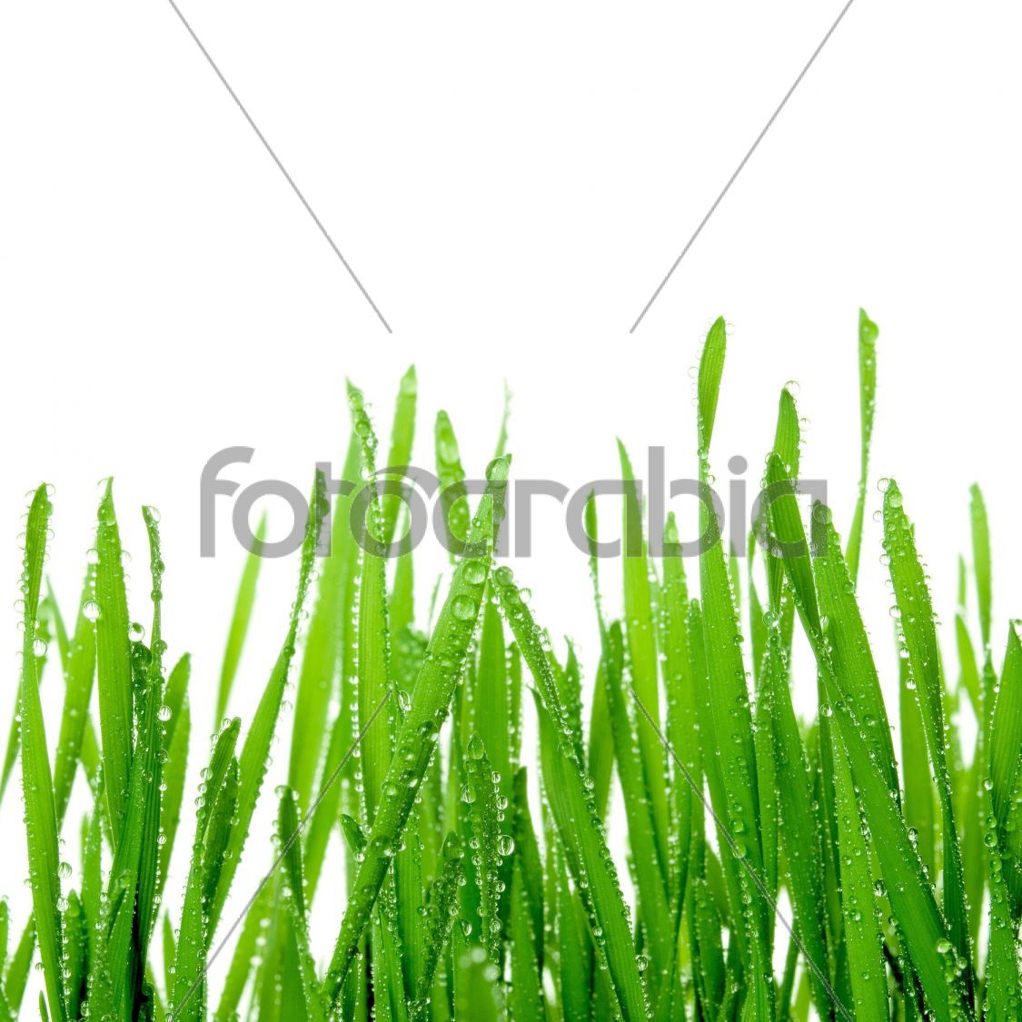 Wet grass.
