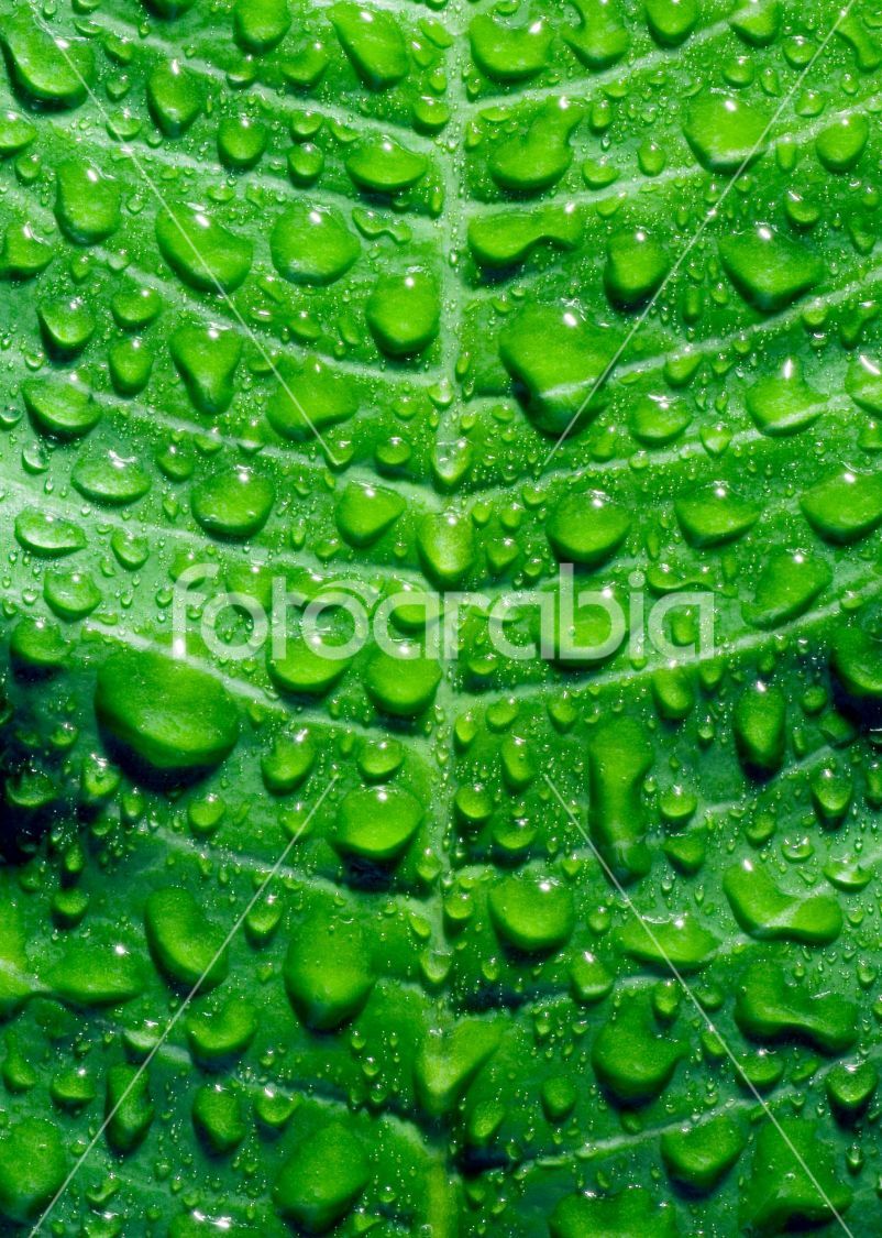 Dew.