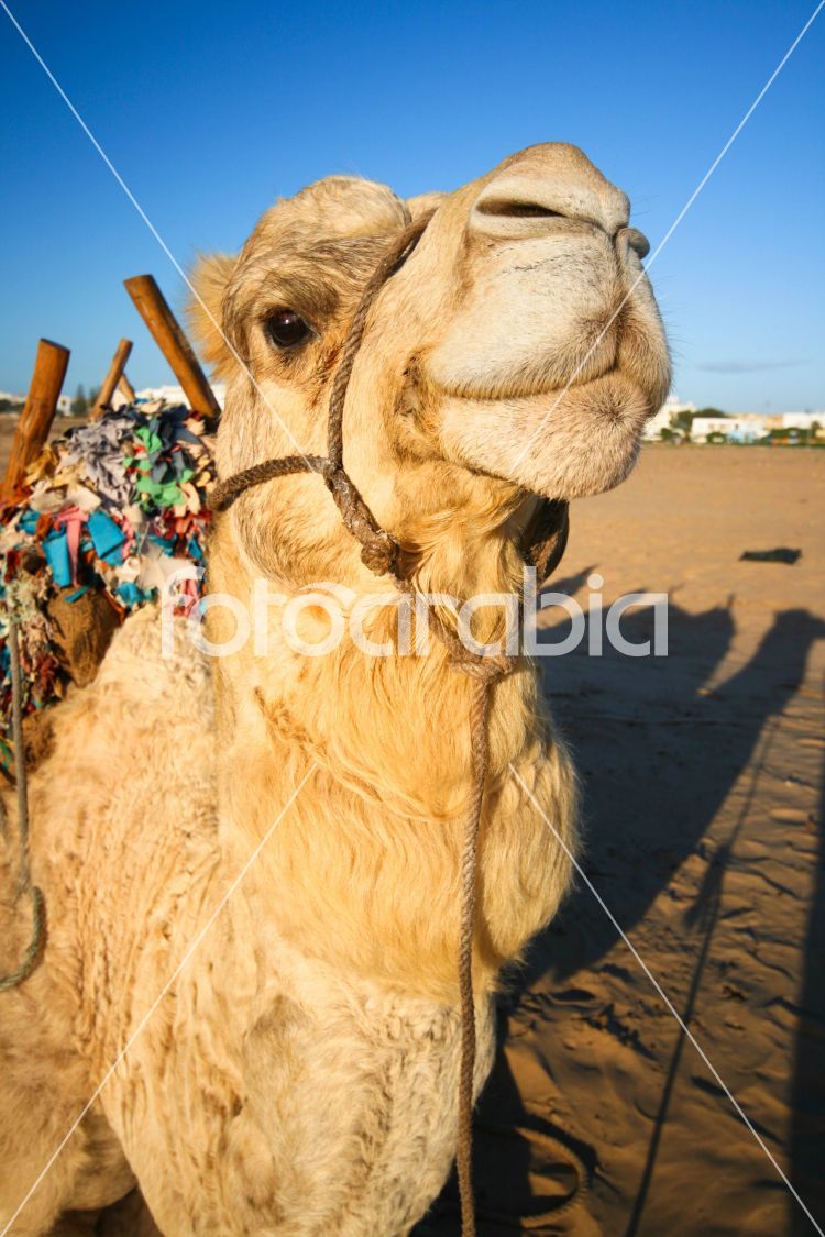 Domestic camel.