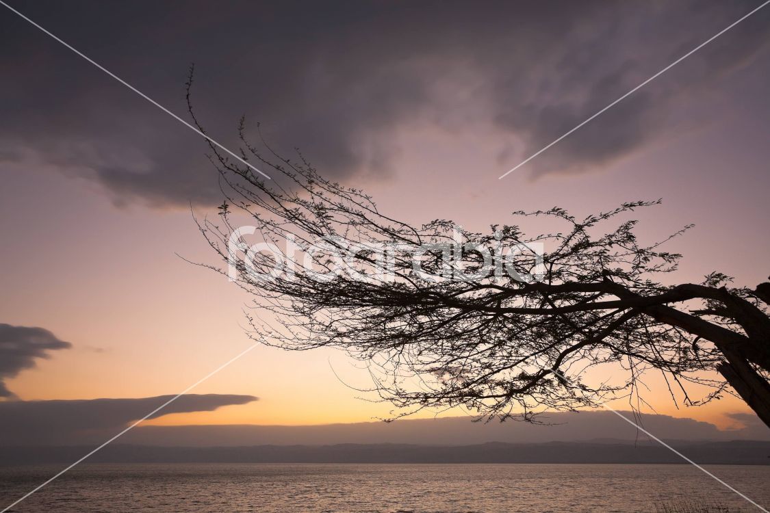 tree brunch on Dead Sea sunset