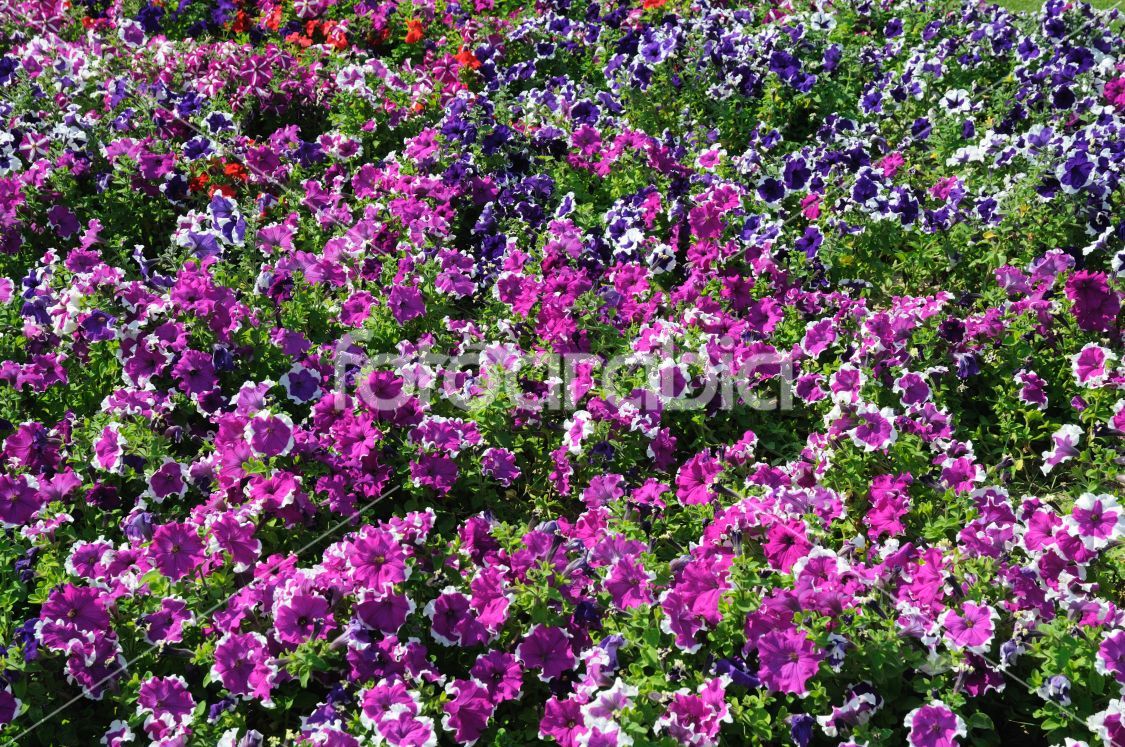 Vibrant flowers in the city of Dubai