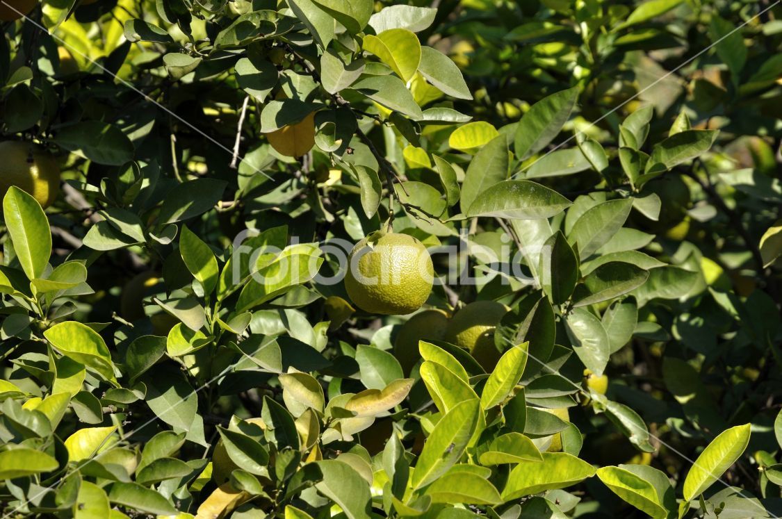 Tree with green oranges