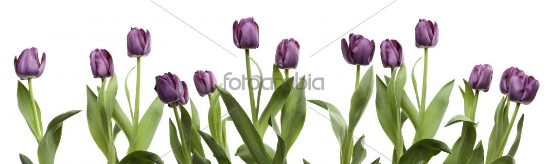 Row of Purple Tulips