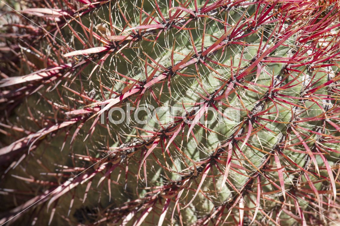 The Biznaga Cactus Detail