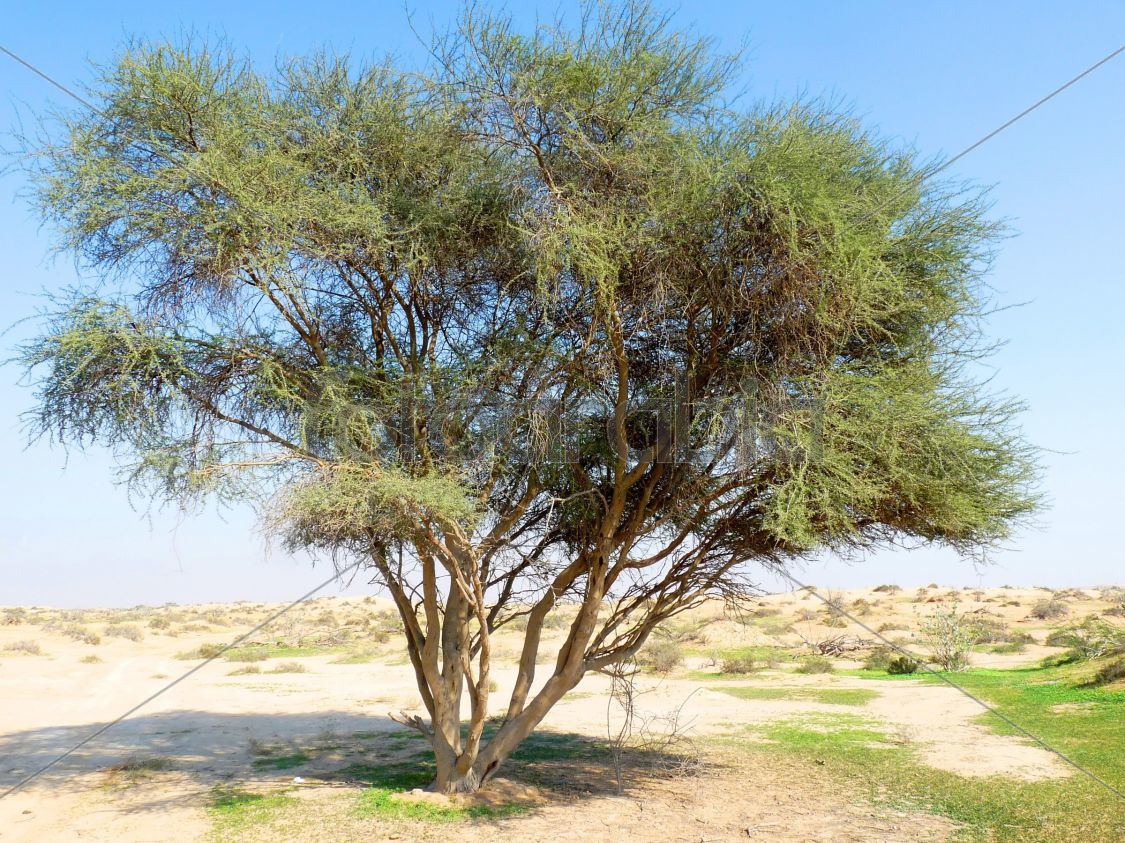Single Tree in Desert Area
