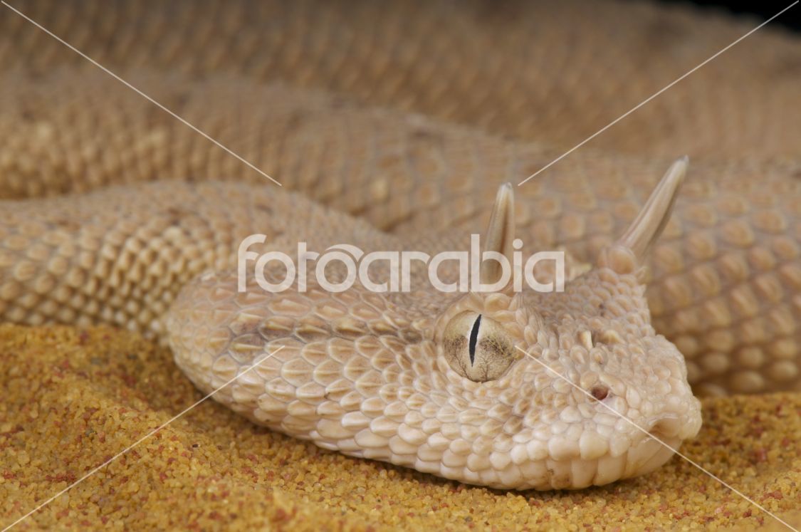 Arabian horned viper / Cerastes gasperettii