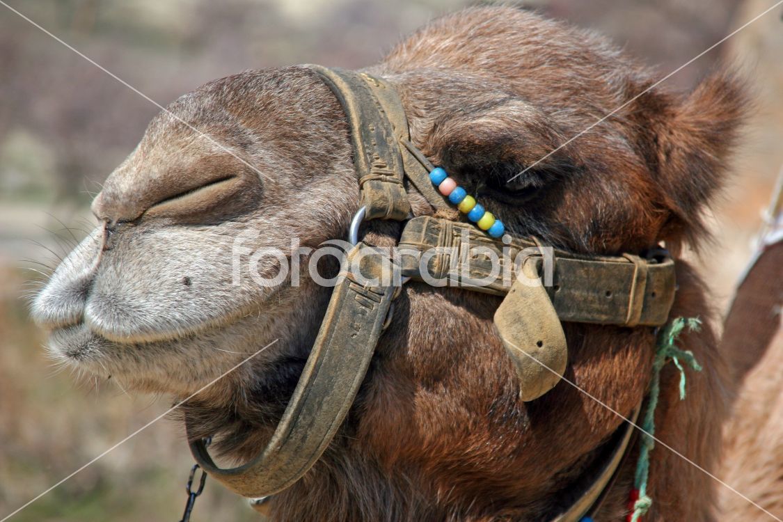 Camel