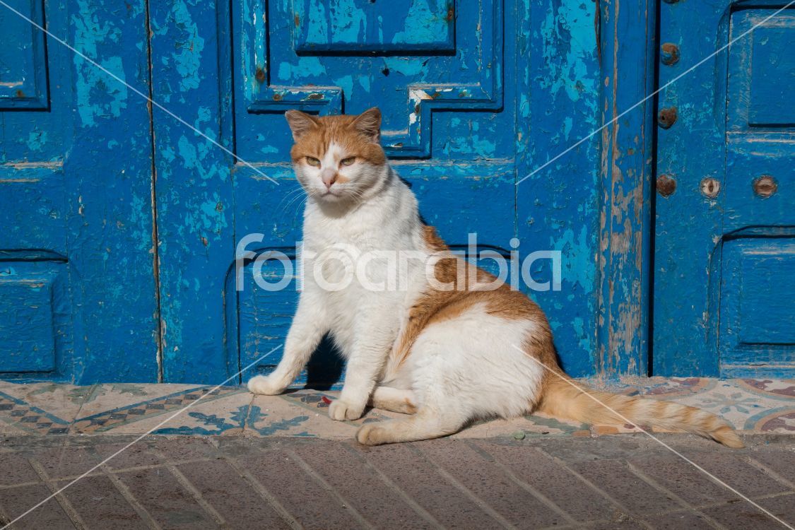 Cat and a blue gate