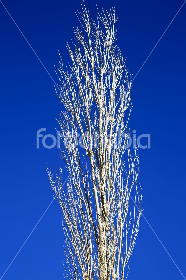dead wood in the  morocco africa winter