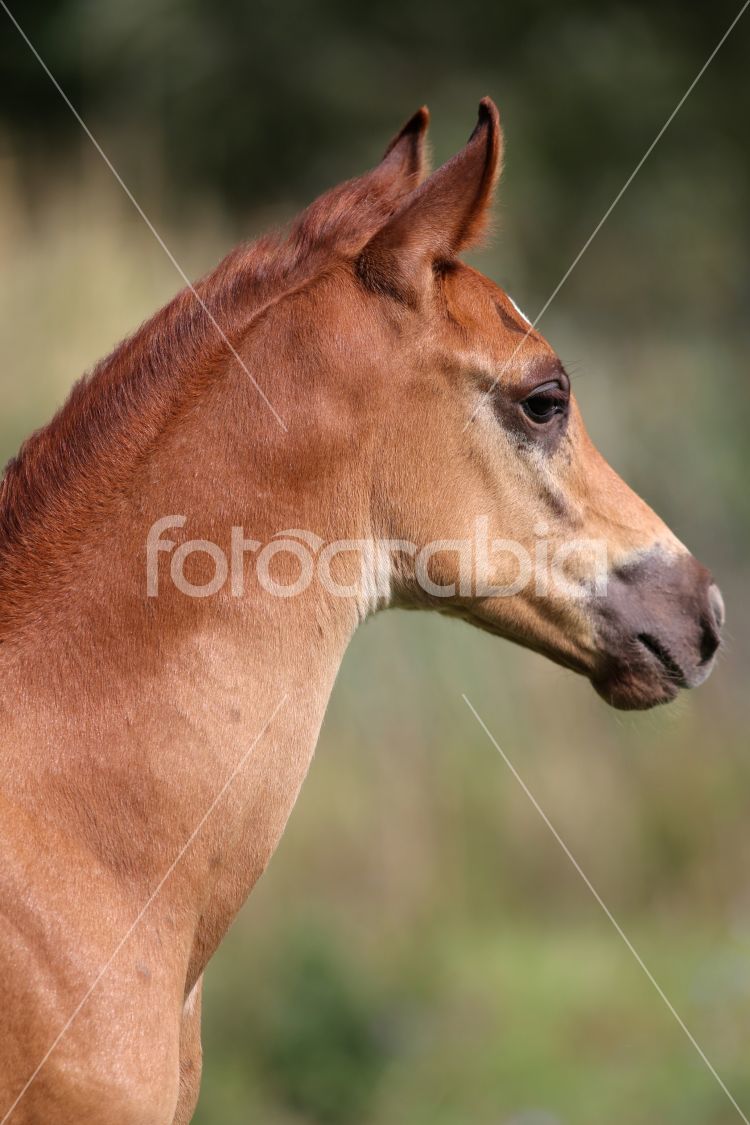 Portrait of a few weeks old chestnut arabian foal