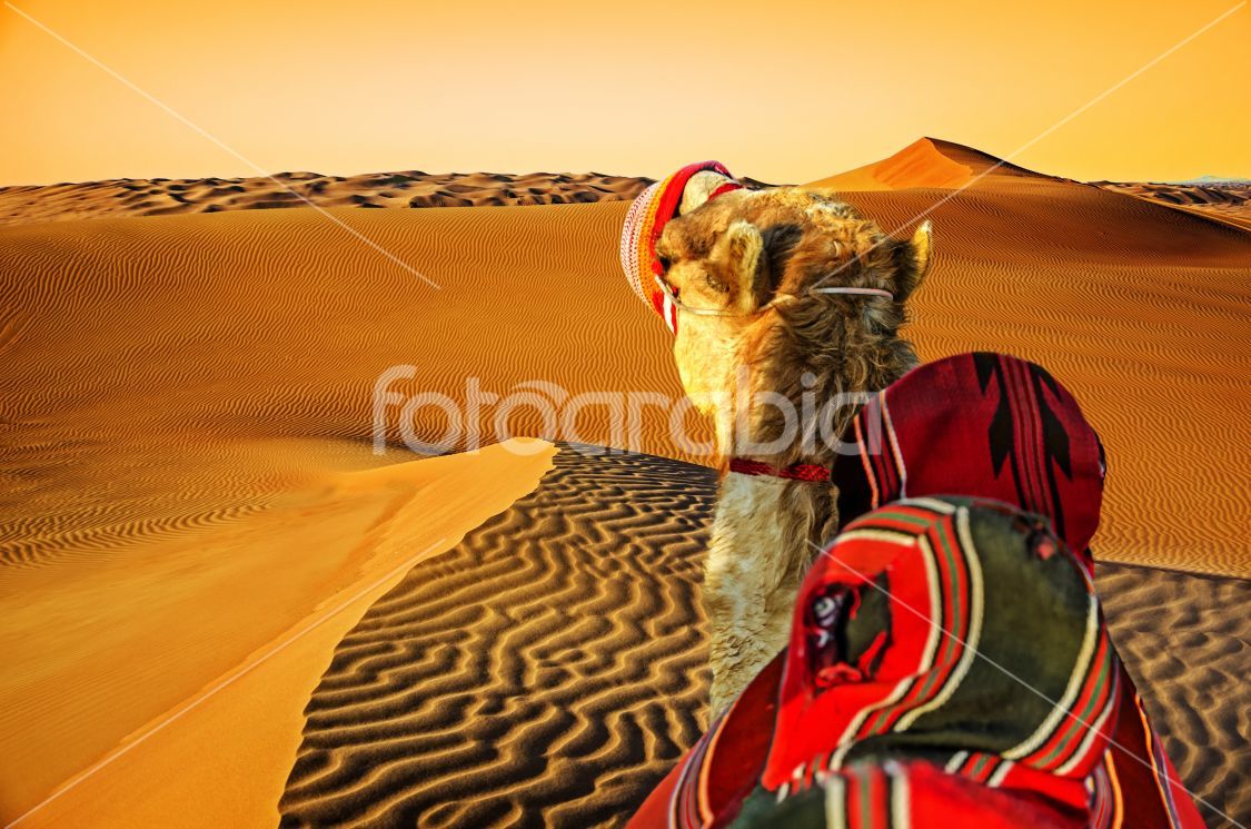 Camel in the desert